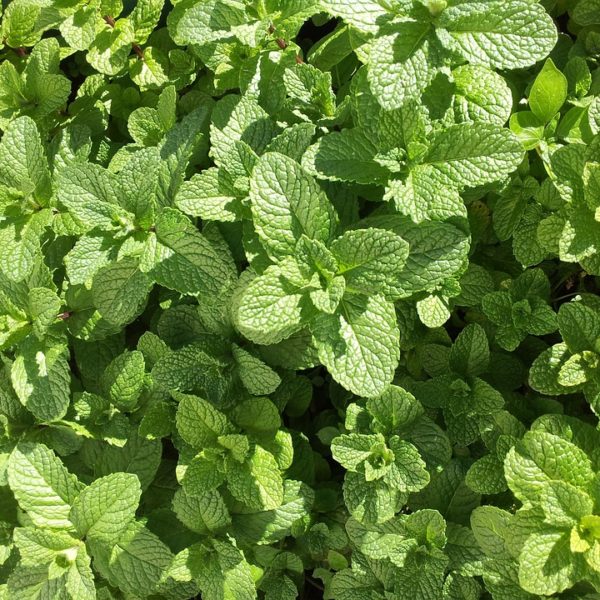 Growing Mint at Home