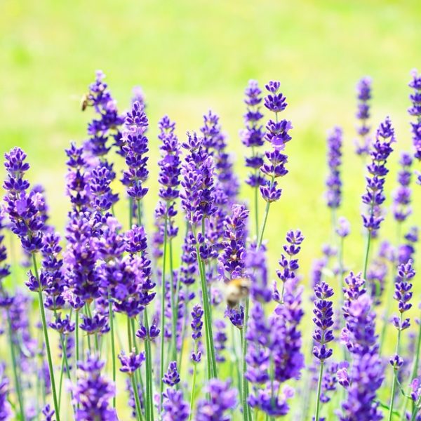 Grow lavender at Home