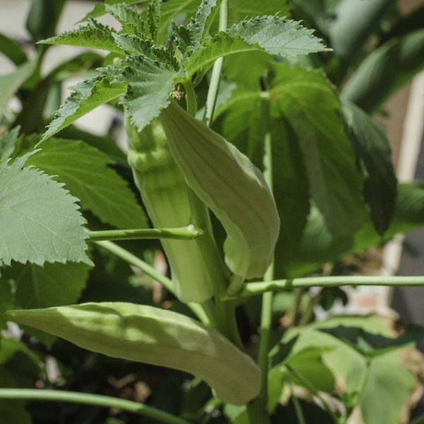 growing okra in drought