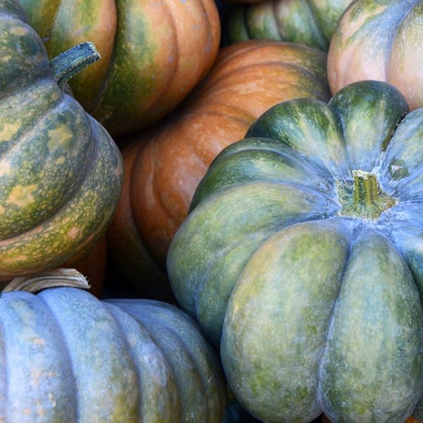 Growing Pumpkins in drought