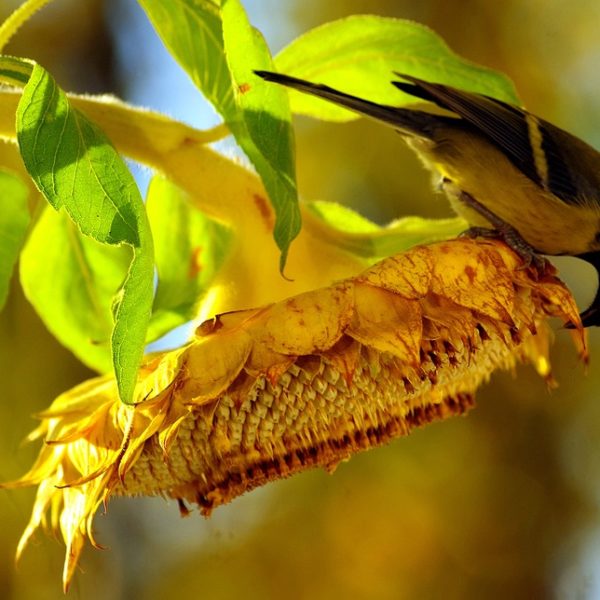 Growing Sunflowers in drought