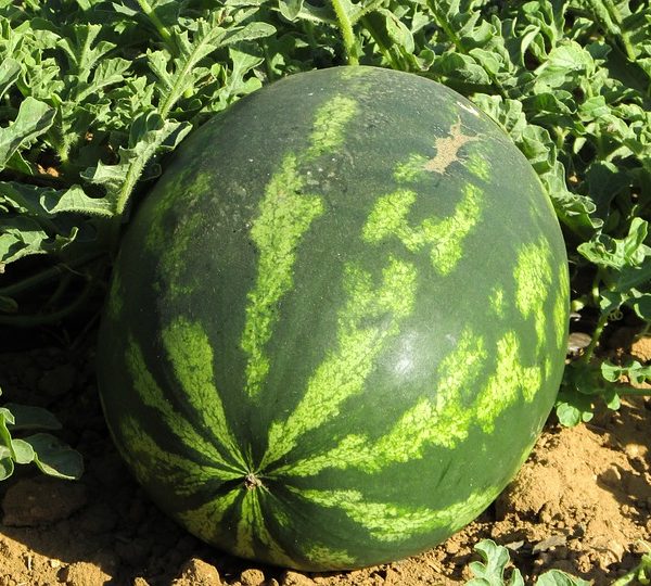 Grow watermelon in your garden